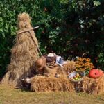 harvest