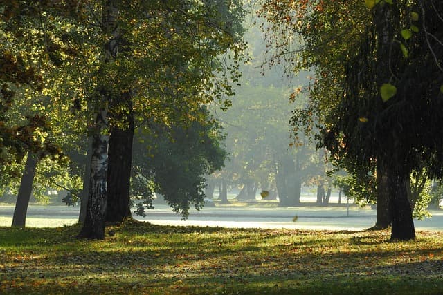 trees